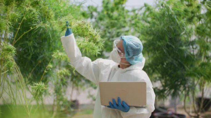 女科学家手持笔记本电脑，在田间检查大麻植物，叶子和花朵，草药概念