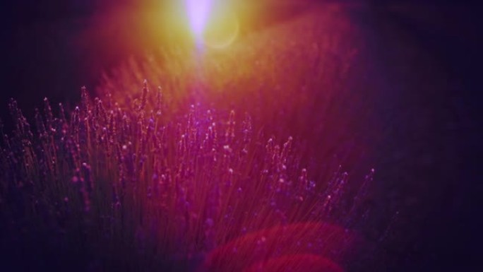 夏季野外紫色薰衣草植物上的镜头耀斑