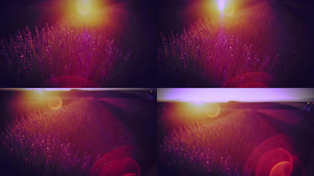 夏季野外紫色薰衣草植物上的镜头耀斑