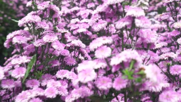 紫色和粉红色玛格丽特花卉农场