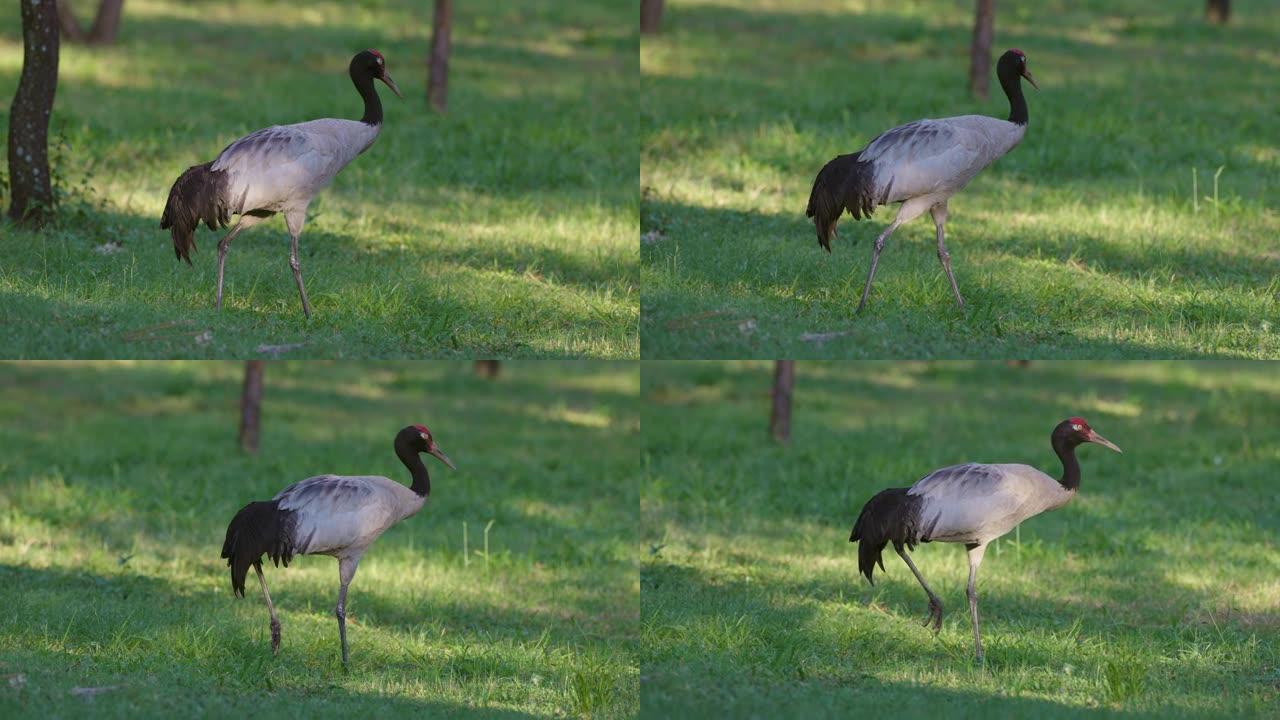 惊人美丽的黑颈鹤慢动作行走在草地上寻找昆虫