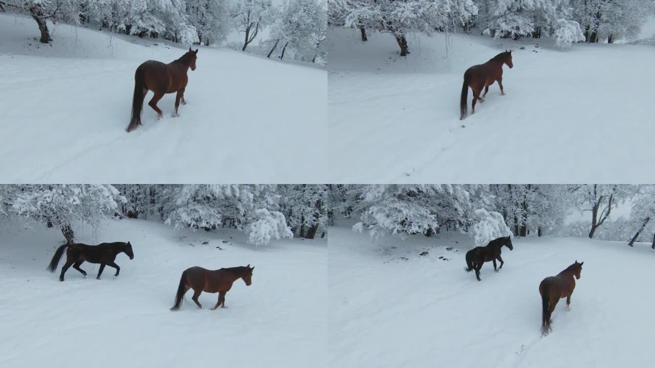 空中: 两匹美丽的棕色马在刚被雪覆盖的草地上行走