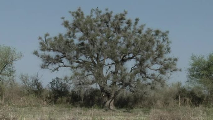 Erythrina crista-galli，通常被称为Cockspur珊瑚树 (Ceibo)，是豆