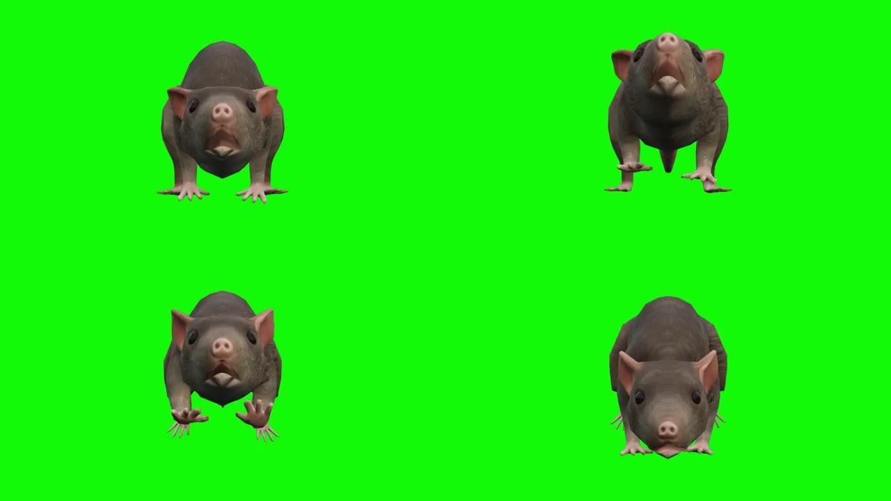 在绿色屏幕上运行rat动画。动物的概念，野生动物，游戏，返校，3d动画，短视频，电影，卡通，有机，色