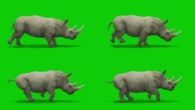 犀牛在绿色屏幕上运行带有运动模糊的动画。动物的概念，野生动物，游戏，返校，3d动画，短视频，电影，卡