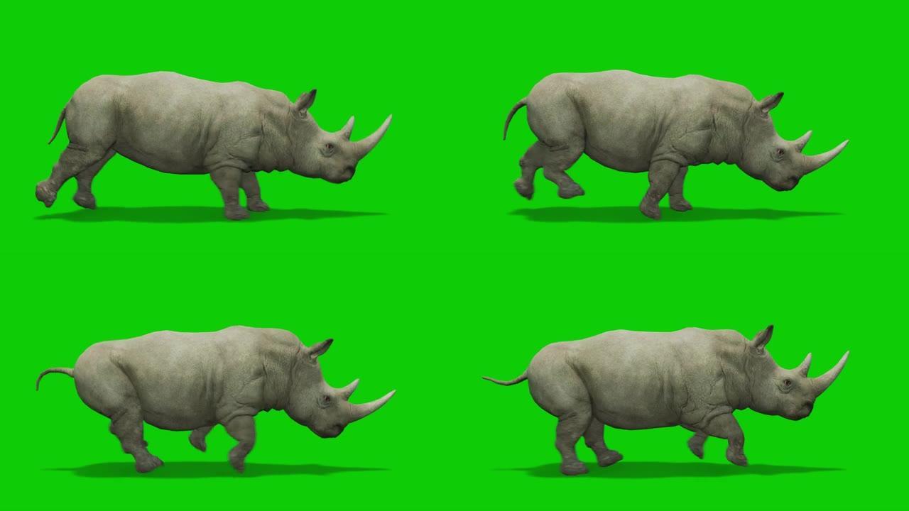 犀牛在绿色屏幕上运行带有运动模糊的动画。动物的概念，野生动物，游戏，返校，3d动画，短视频，电影，卡