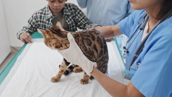 兽医诊所检查猫的医生
