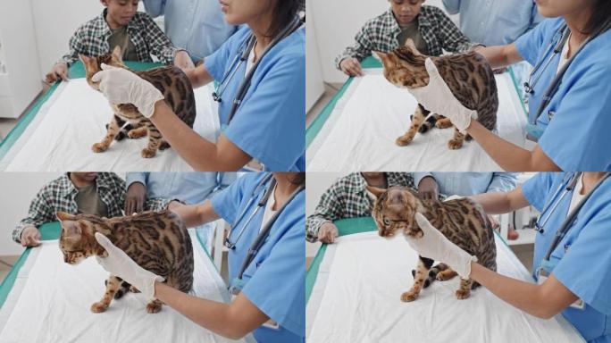 兽医诊所检查猫的医生