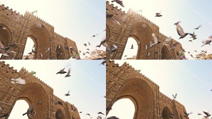 一群鸽子在吉达的巴卜麦加飞翔