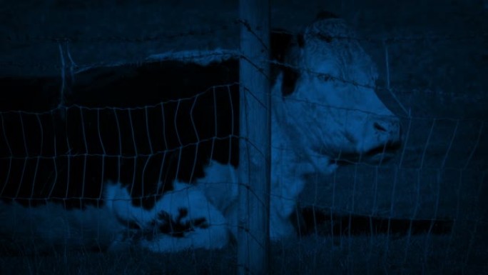 晚上在篱笆后面休息的牛