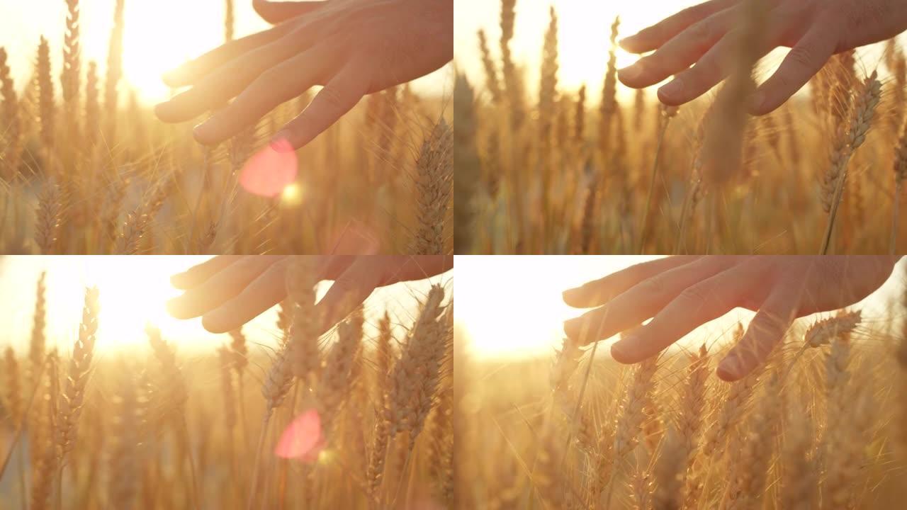 特写: 日出时男人的手轻轻触摸金色小麦的电影镜头