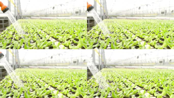 超级SLO MO浇灌温室内的绿色生菜植物