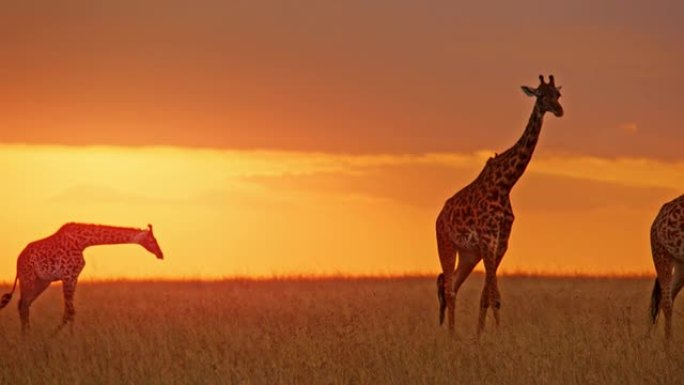 长颈鹿在日出天空下阳光明媚的金色田野中行走
