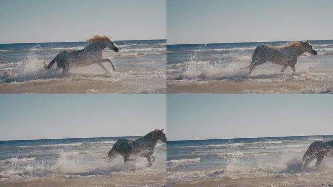 慢动作白马在阳光明媚的海洋中奔跑和飞溅