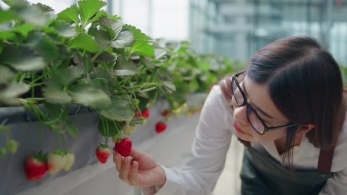 女性农民使用数字平板电脑监控温室上的生菜田
