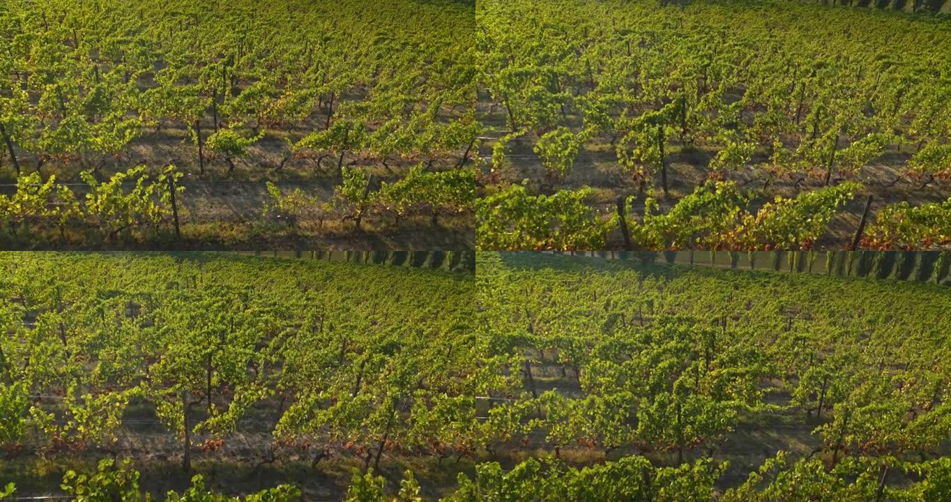 在采摘收获季节之前，用成熟的葡萄串对生态和生物葡萄园进行空中拍摄，用于生产高品质的葡萄酒。