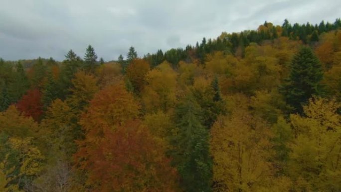 FPV无人机: 在秋天美丽的色彩中快速飞越茂密的森林