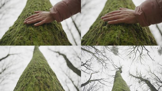 手触摸森林中的树干