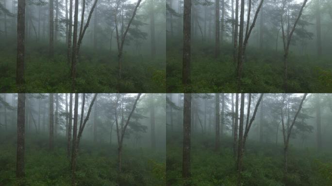 雾中的森林树林树木大雾