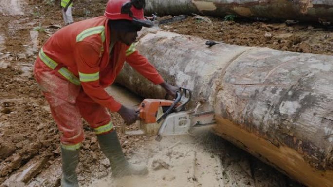 特写裁剪视图。记录器在热带雨林中切割一棵倒下的硬木树的树干。气候变化。森林砍伐