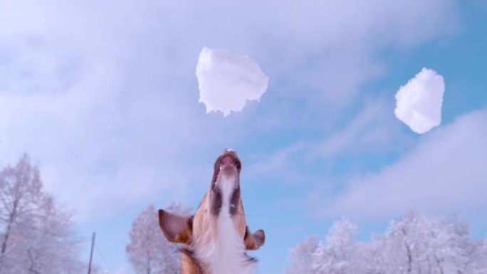 慢动作: 可爱的狗用嘴捕捉大雪球的特写镜头