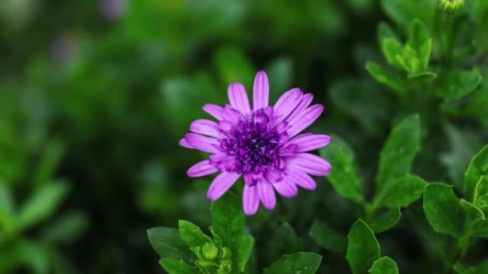 紫菊花盛开野外花草欣赏赏花