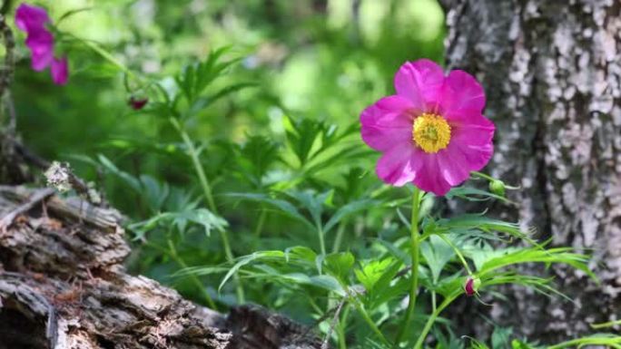 川西高原大红花: 芍药亚种。veitchii