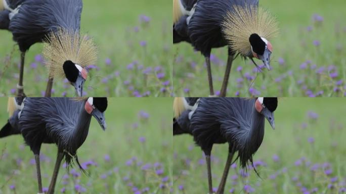 一个惊人美丽的黑冠鹤啄食一片草的特写