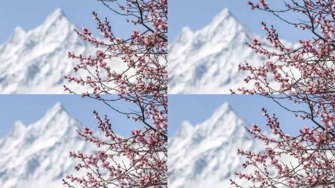 雪山下的田野里长着鲜花的巨大桃树