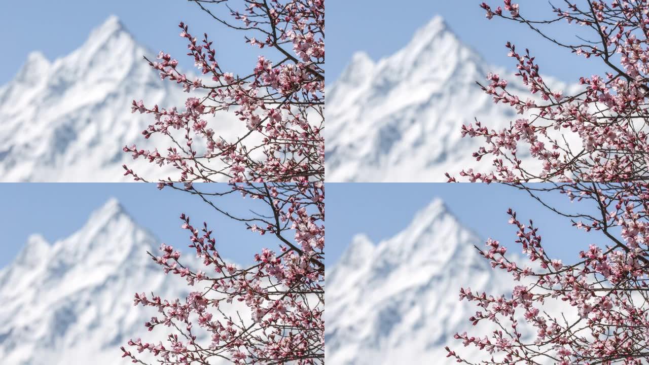 雪山下的田野里长着鲜花的巨大桃树