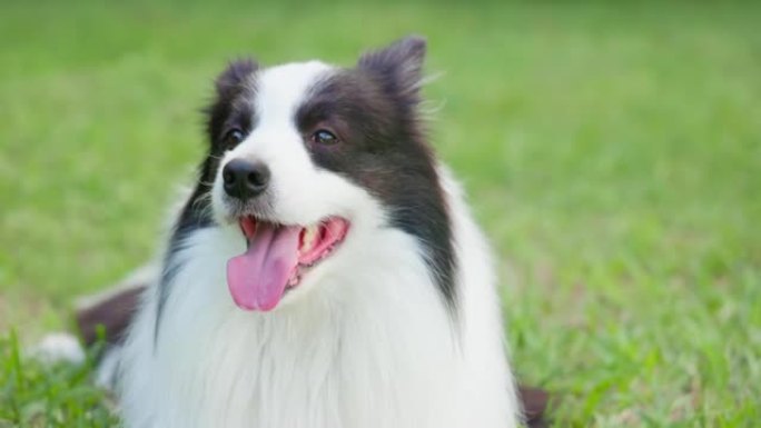 狗的肖像宠物狗牧羊犬特写草地狗狗