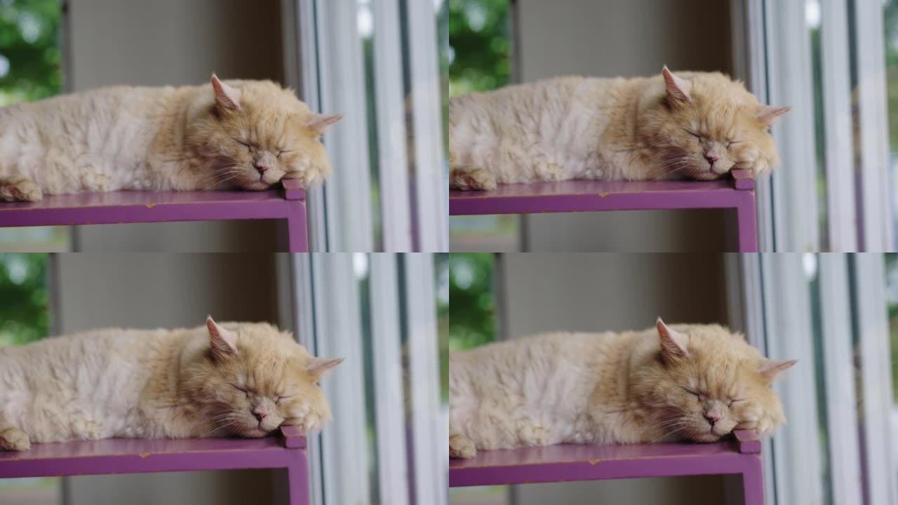 橙色的老猫在窗户附近的架子上睡得很香。