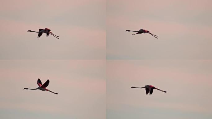 超级慢动作粉色火烈鸟在天空中飞行