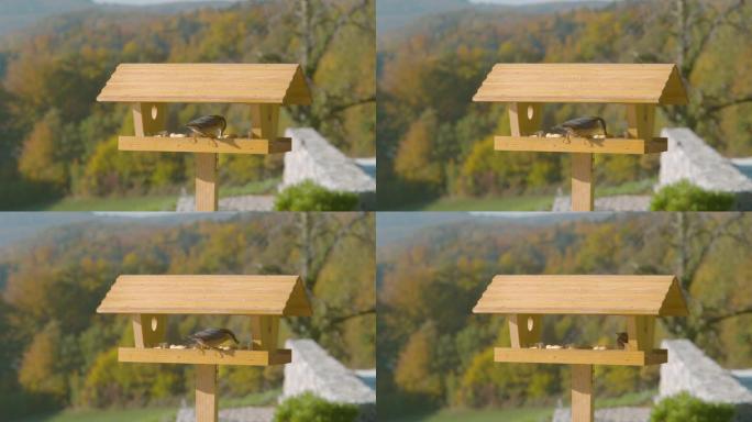 特写镜头，dop: 鸟探索秋天彩色乡村的喂鸟器。