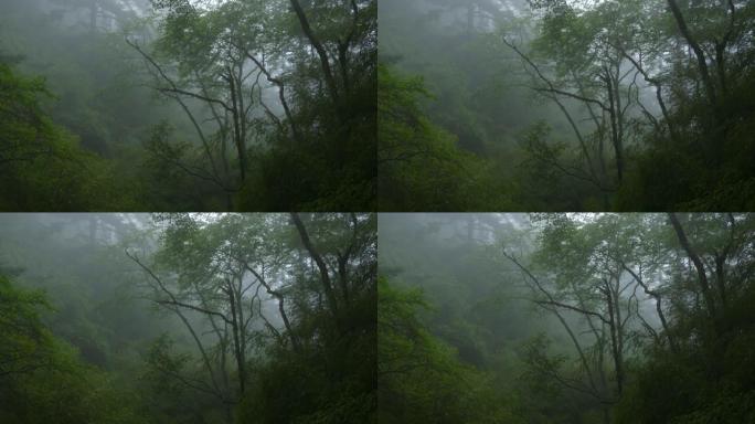 雾中的森林树阴森恐怖