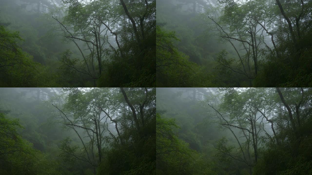 雾中的森林树阴森恐怖