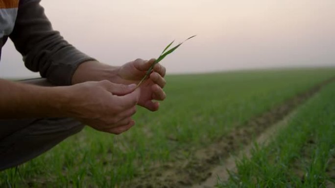 SLO MO Farmer在黎明时检查田地上的植物