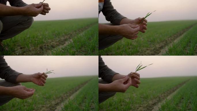 SLO MO Farmer在黎明时检查田地上的植物