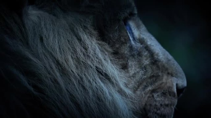 大狮子脸在晚上四处张望