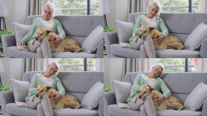 满意的高级女人坐在家里的沙发上抚摸她的混血狗。孤独的退休老妇在结束手机通话后，在家里的休息室里联系并