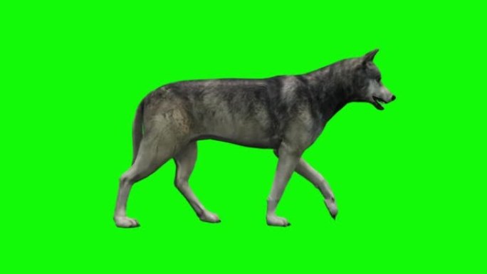 绿色背景下快速行走的狼。动物的概念，野生动物，游戏，返校，3d动画，短视频，电影，卡通，有机，色键，