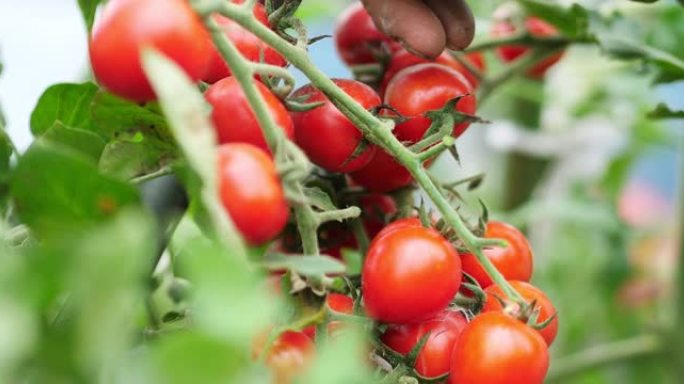 采摘成熟的番茄西红柿健康的食物