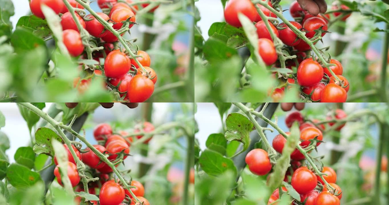 采摘成熟的番茄西红柿健康的食物