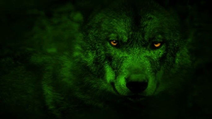 狼用发光的眼睛环顾四周