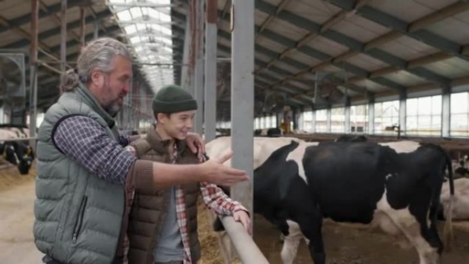 男人和男孩在家庭奶牛场看着奶牛
