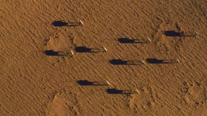 在壮观的纳米布沙漠中漫步并投下阴影的Gemsbok Oryx的直线鸟瞰图