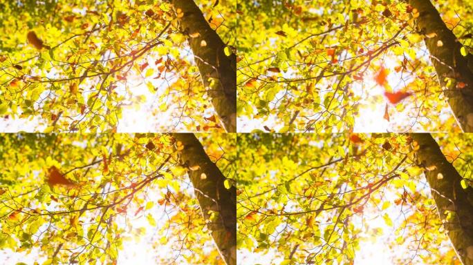 美丽的多色秋树黄叶落叶飞叶飞落飘落飘叶