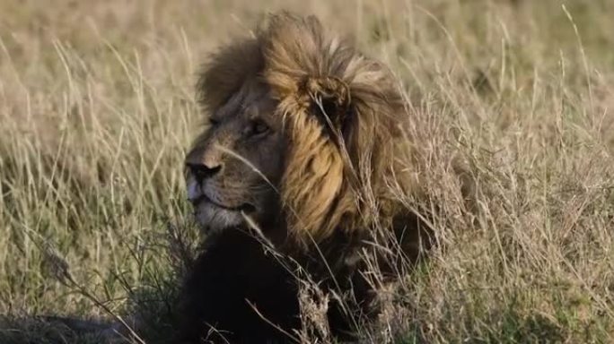 一只雄伟雄狮躺在长草中的特写肖像
