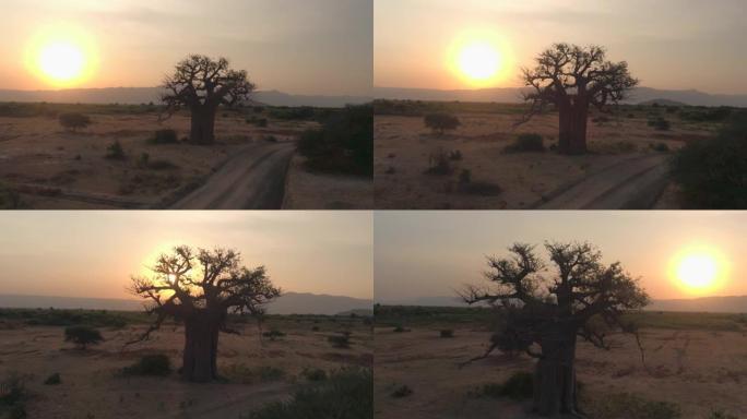 天线:金色的夕阳照亮了风景优美的塞伦盖蒂的一棵古老的猴面包树。