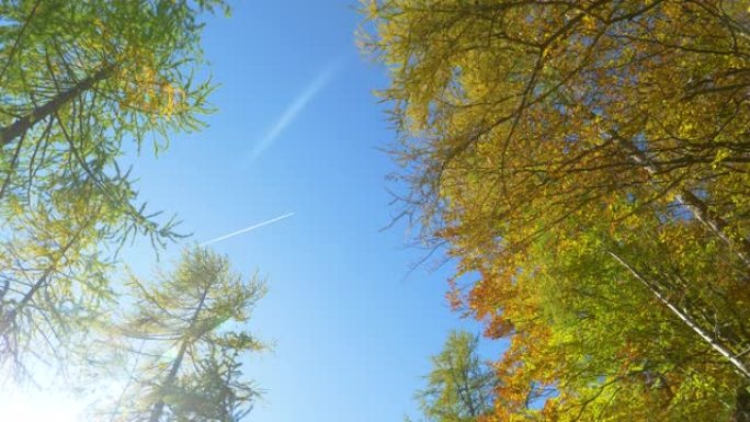 自下而上: 在阳光明媚的秋天，落叶林的田园诗般的景色